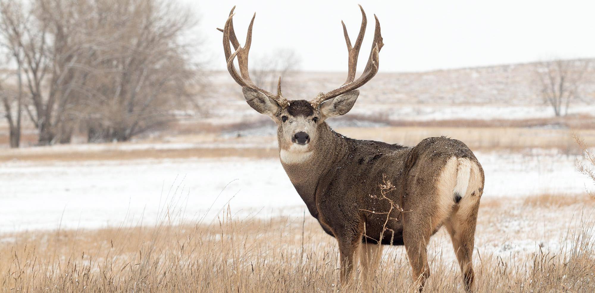 Mule Deer in the Open