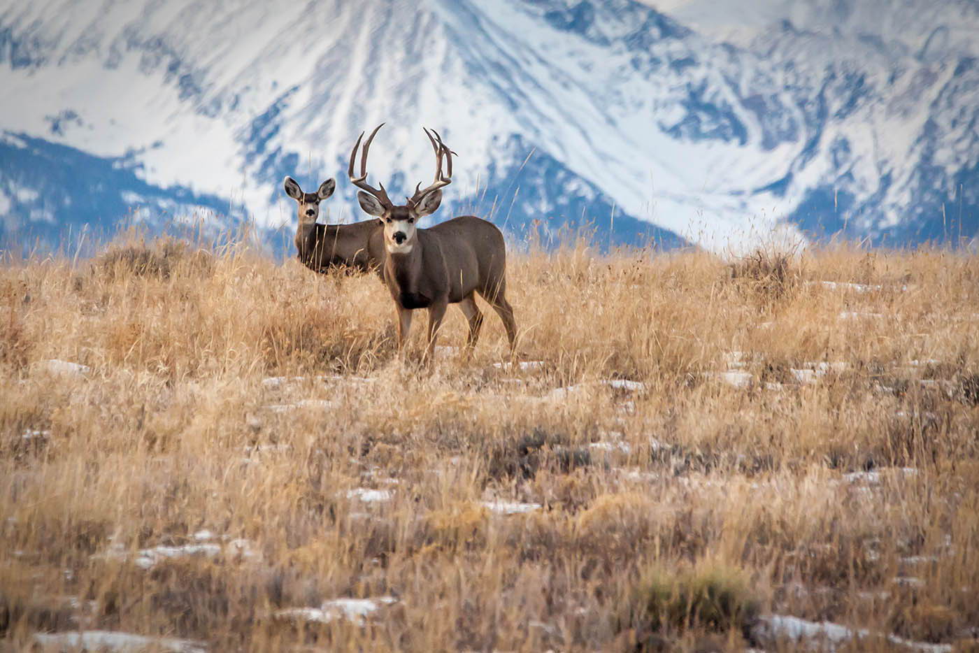 Mule deer in Colorado