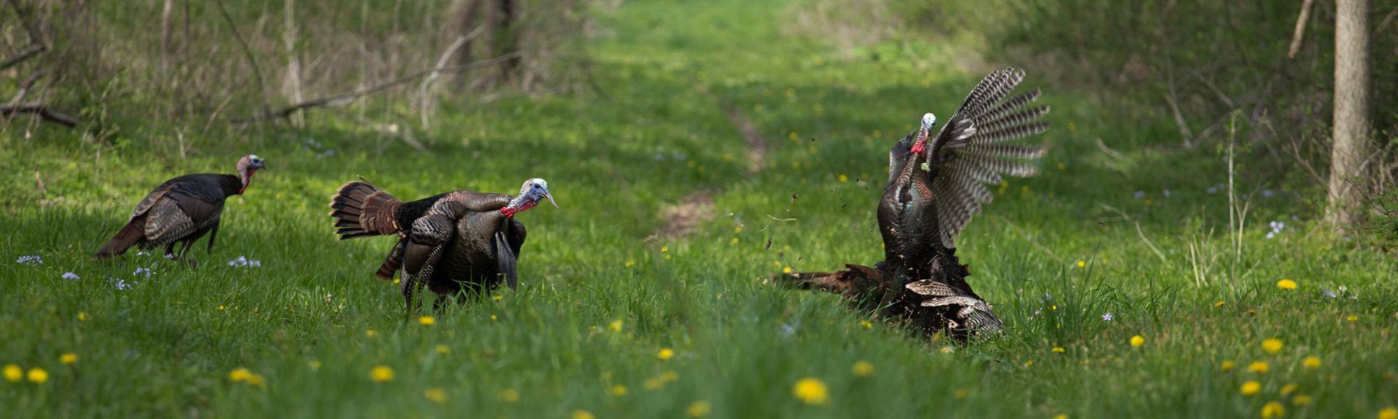 Turkeys in a Field