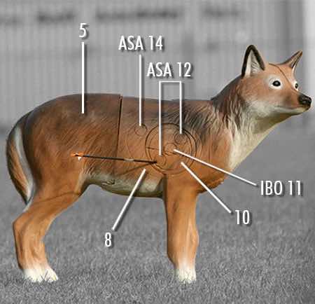 Model of a coyote with numbered anatomical reference points.