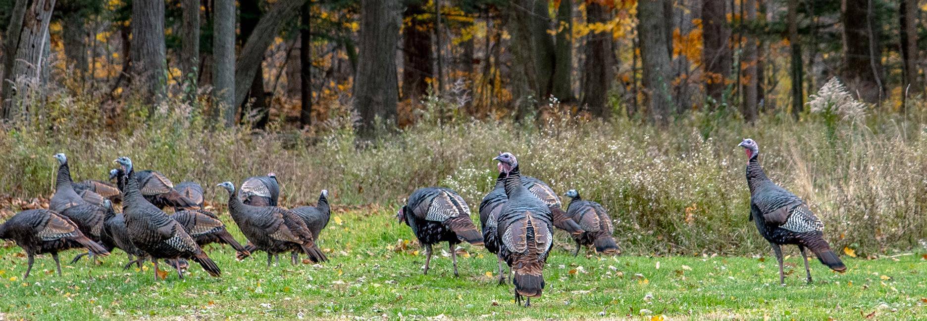 Wild Turkeys in a Field
