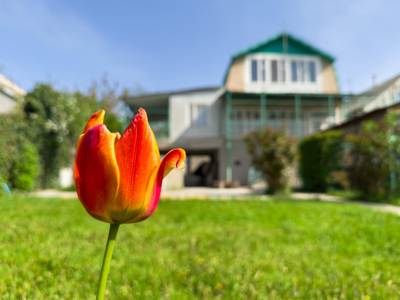Contemporary two-story house of timber in countryside in spring. Cottagecore house have nice landscaping, with shrubs, green lawn and tulips. Backyard and traditional. Copy space