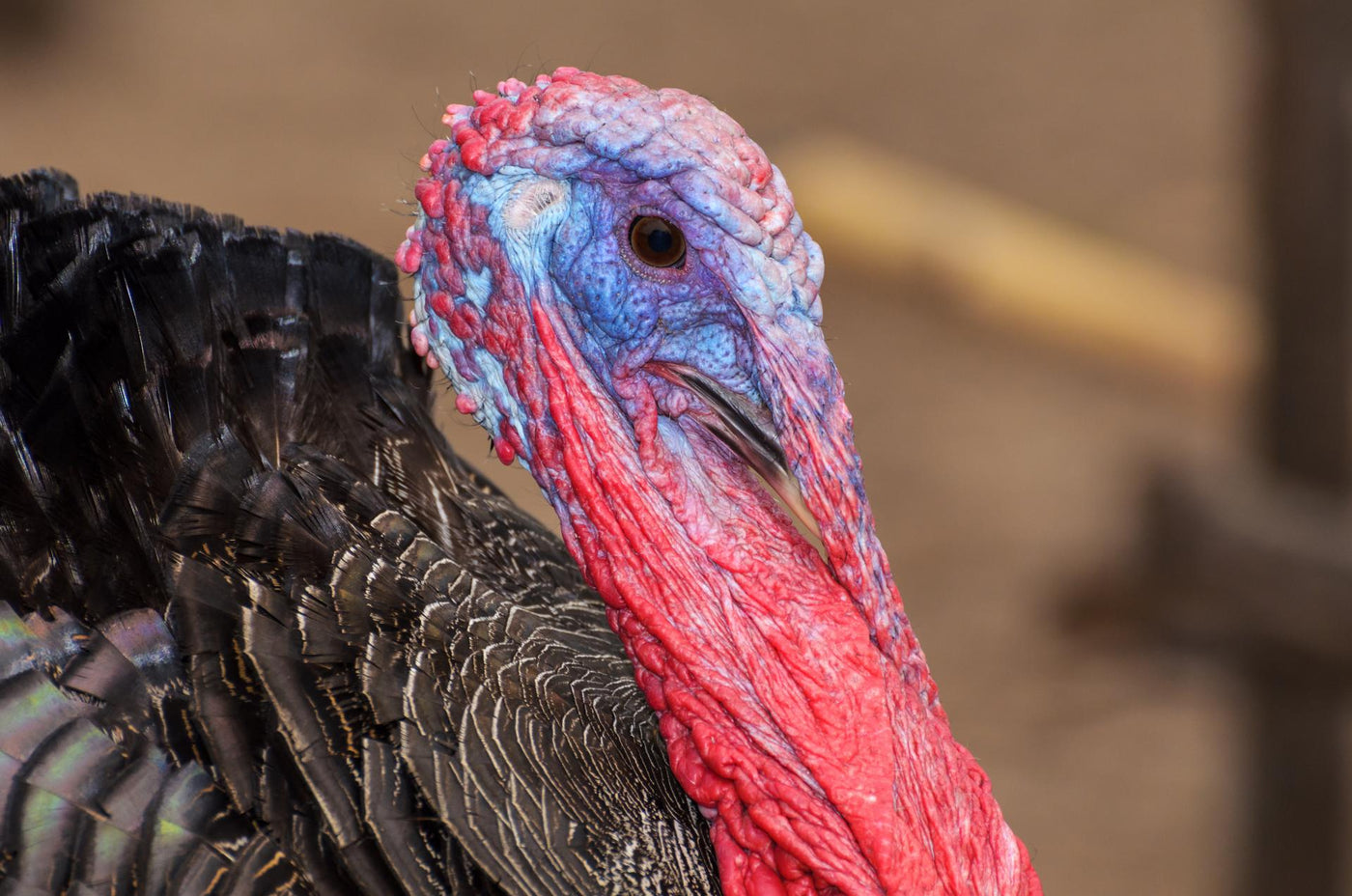 Closeup head of male wild turkey