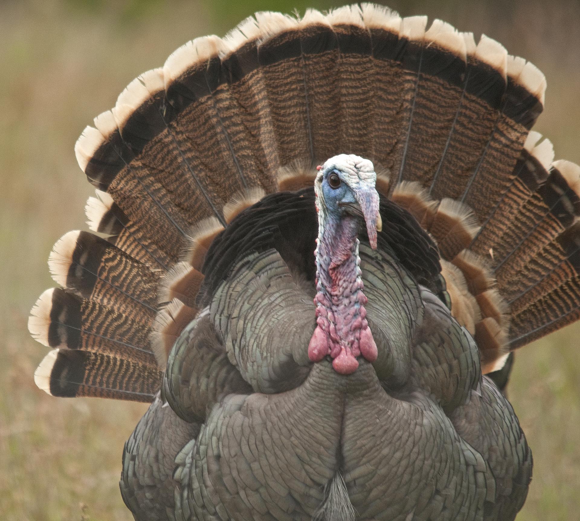 Tom Turkey Showing Off