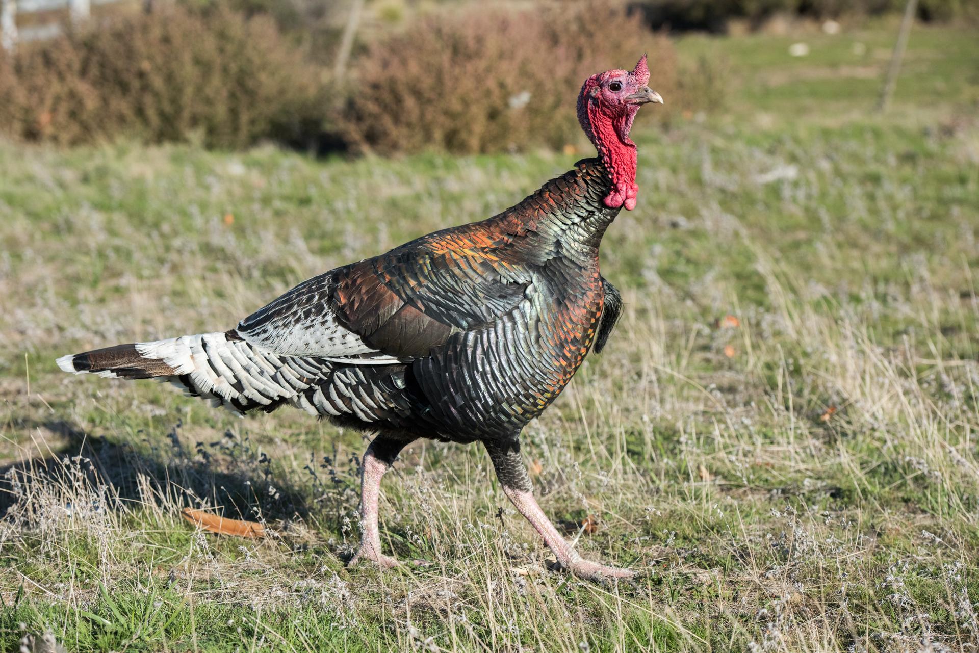 Turkey feathers rainbow metallic background