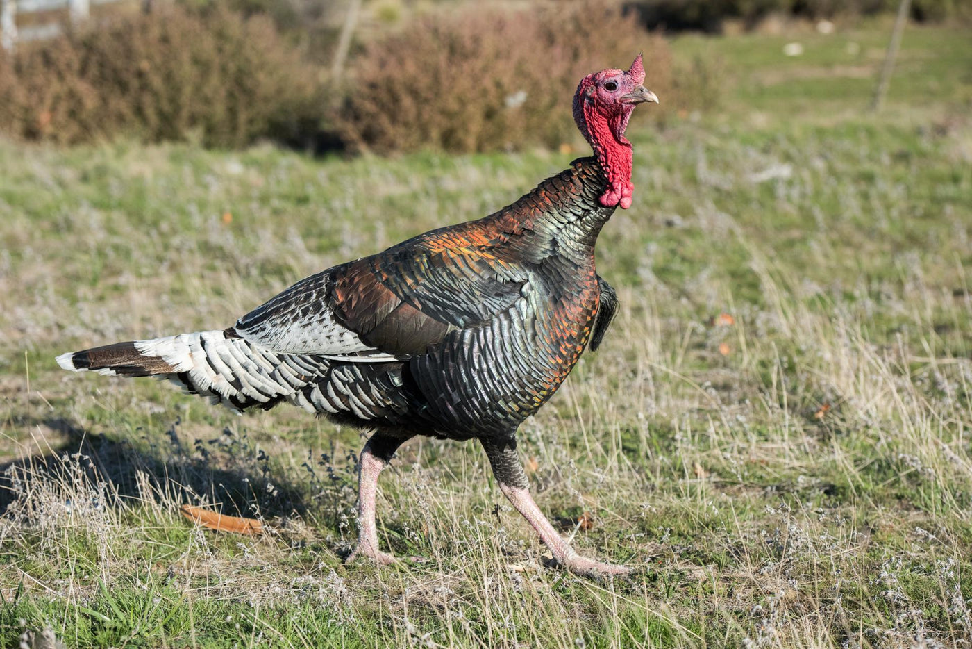 Turkey feathers rainbow metallic background