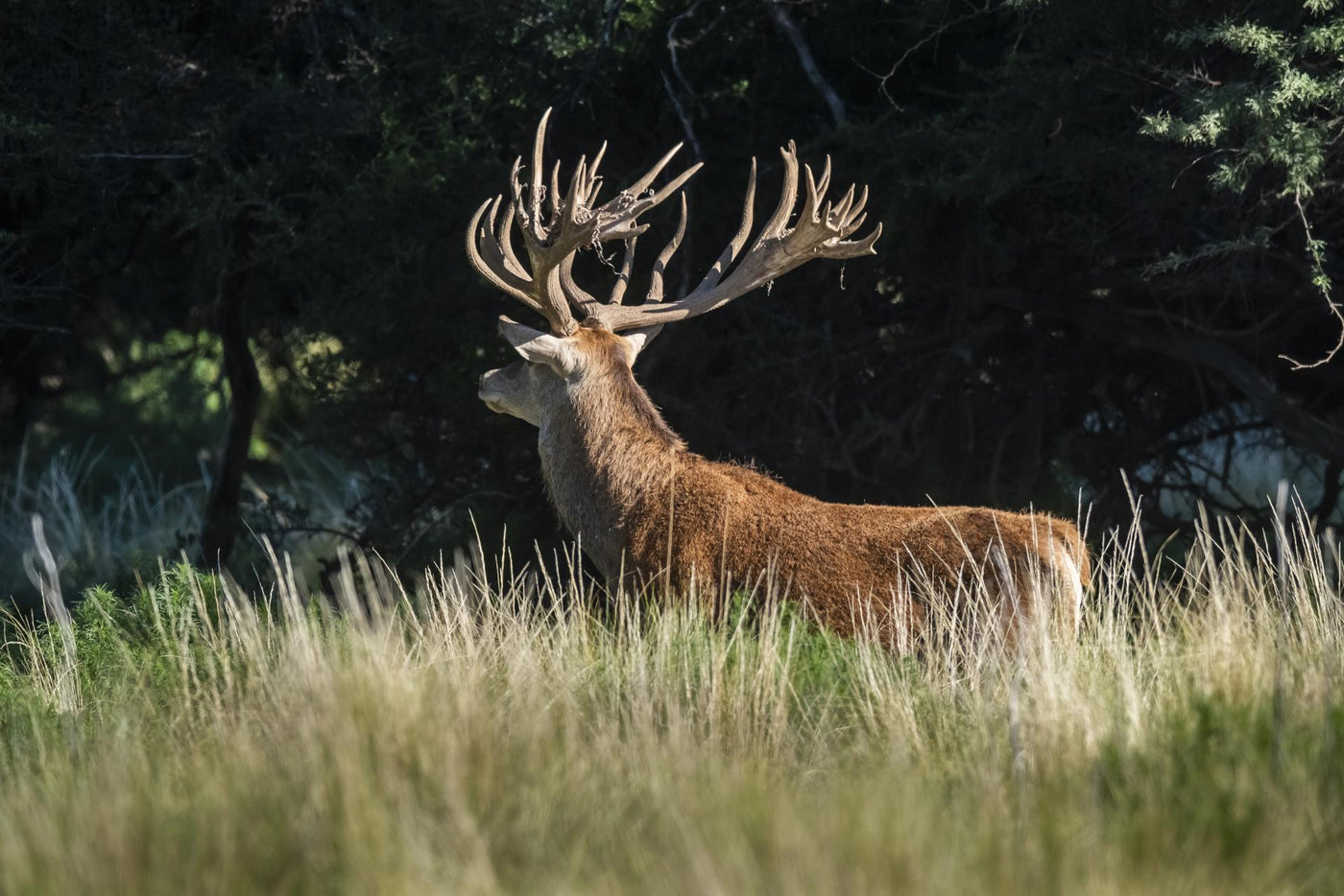 Red deer, Male roaring in La Pampa, Argentina, Parque Luro, Nature Reserve