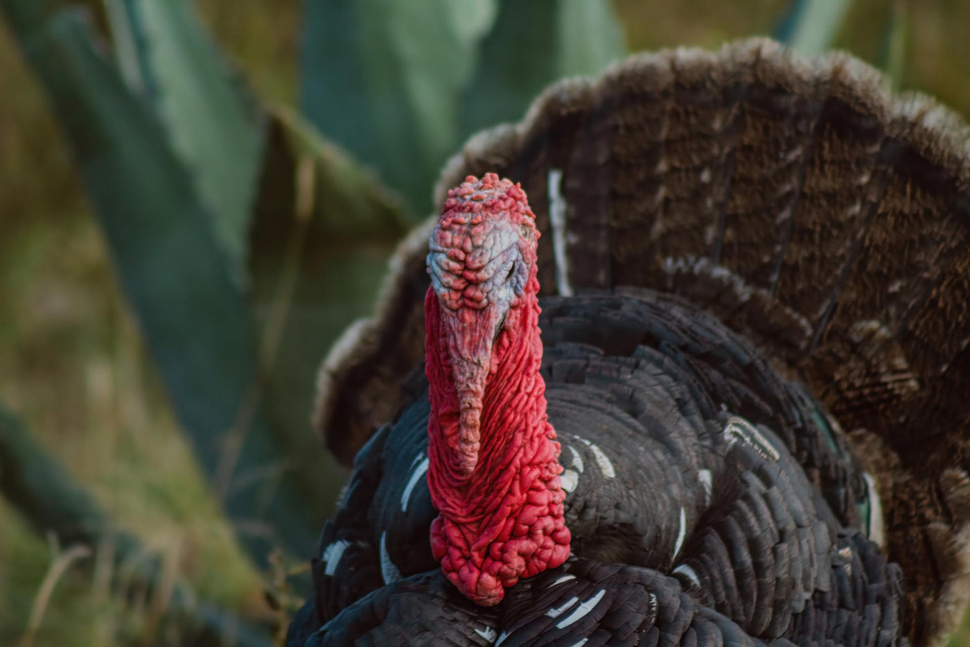 The turkey, a bird of nature, blends with the plant-filled surroundings