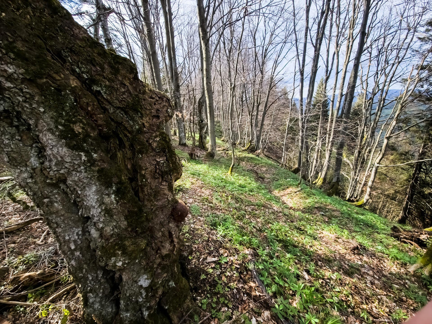A person riding a bike on a trail in the woods