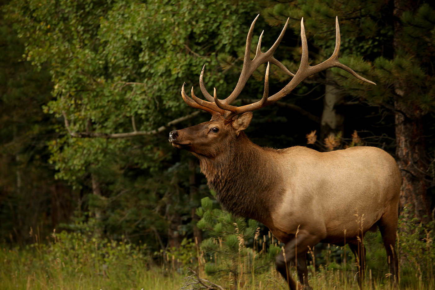 Bull elk in Arizona