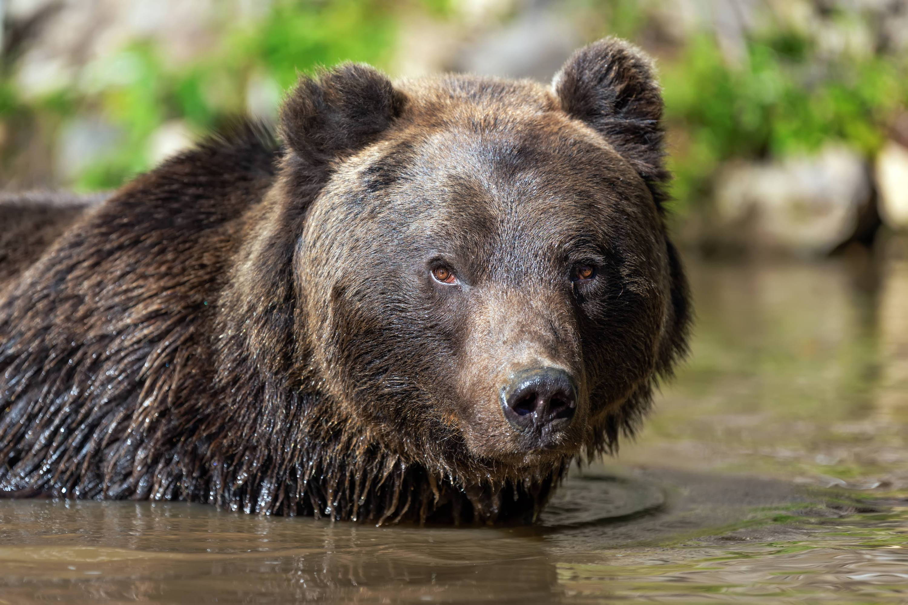 Black Bear in Water
